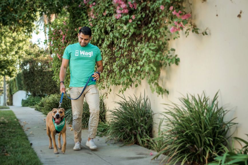 A man is walking a dog on a leash in a green shirt with the Wag! logo